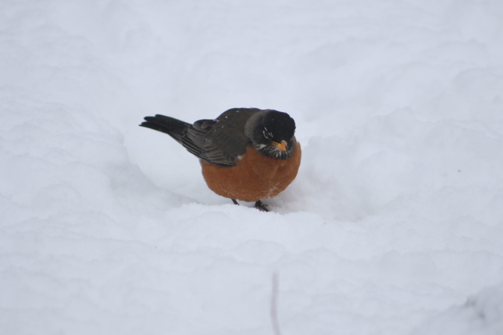 Hungry Robin